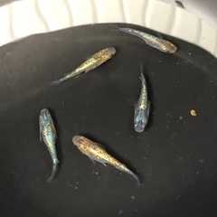 めだか　ラメミックス5匹の画像