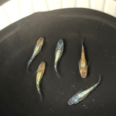 めだか　ラメミックス5匹