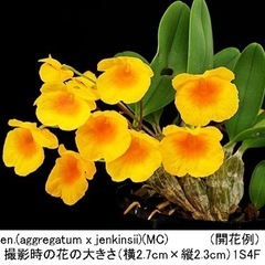 デンドロビウム ジェンケンシーコルク着けの画像