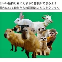 沖縄 旅行 プール 優待 チケット 夏休み 東南植物楽園 美らヤシパーク 観光の画像