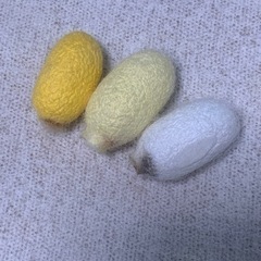 蚕⭐︎桑の葉飼育のカイコ幼虫の画像