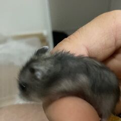 ハムスター赤ちゃんを譲りいたします。