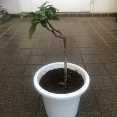 沈丁花