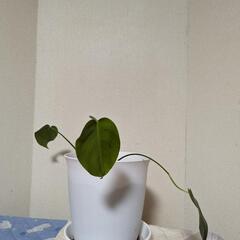 観葉植物 モンステラ（少）