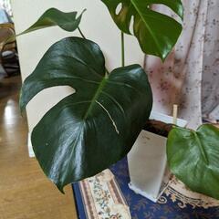 モンステラ （大）観葉植物
