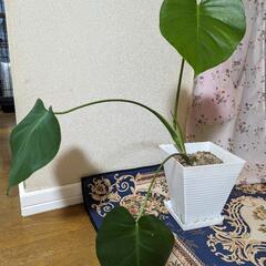 観葉植物 モンステラ（中）