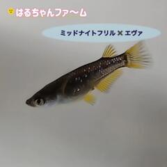 金魚　メダカ販売‼　道の駅おかべ