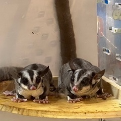 フクロモモンガ メス2匹 約3歳と2歳の母娘です。