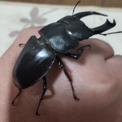 オオクワガタ