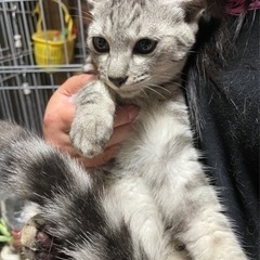 サバトラ ささら君