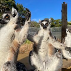 動物園飼育員【契約社員】募集！の画像
