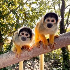 動物園飼育員【契約社員】募集！の画像