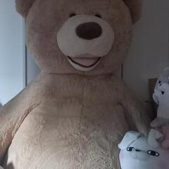 コストコのでっかいクマさんぬいぐるみの画像