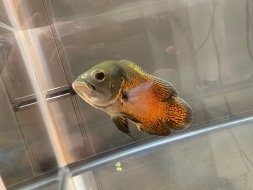 オ水槽、オスカー