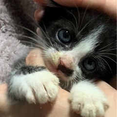 問い合わせあり、一度停止します！珍しいブラックスモーク&ホワイト...