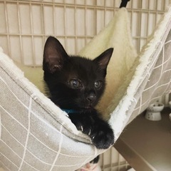 幸せ運ぶ黒猫サンダーくん👼