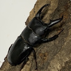 カブトムシ　クワガタお子様にプレゼント