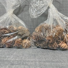 北海道産カラマツ ミニまつぼっくり 20個の画像