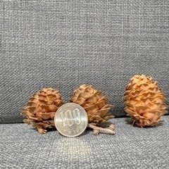北海道産カラマツ ミニまつぼっくり 20個の画像