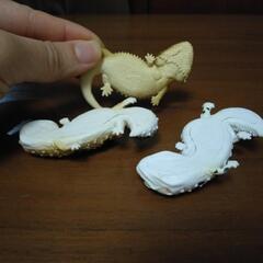 フトアゴ・ニシアフリカ　ガチャガチャ（3個セット）の画像