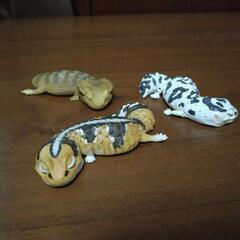 フトアゴ・ニシアフリカ　ガチャガチャ（3個セット）の画像