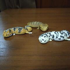 フトアゴ・ニシアフリカ　ガチャガチャ（3個セット）の画像