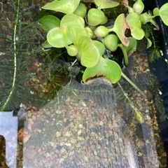 黒メダカ　稚魚　10匹くらいの画像