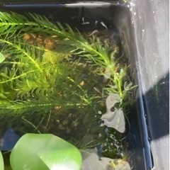 黒メダカ　稚魚　10匹くらいの画像