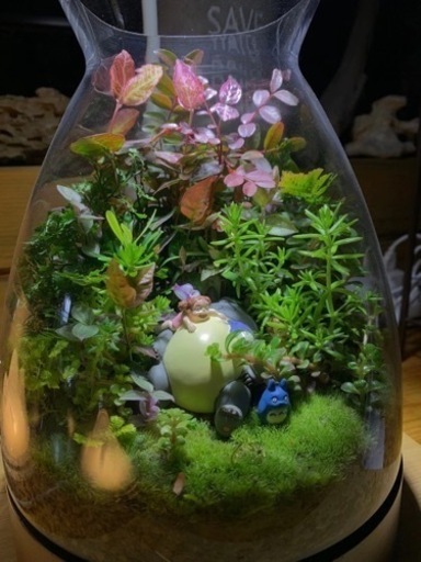 苔のミクロの風景 ーミクロ風景