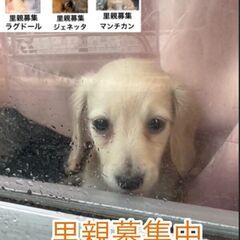 ｍｌダックス小柄なコです。●●アゴはネコでお世話・里親募集中●●　代々木駅徒歩１分　アゴはネコ - 渋谷区