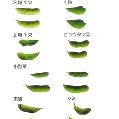 【大好評！】鶴岡市だだちゃ豆B品　1kg〜の画像