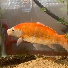 鯉　10-15cmの画像