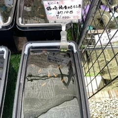 【凪メダカ】鶴崎楊貴妃鰭長　