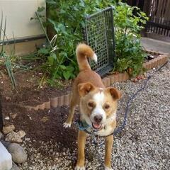 去勢済み３歳洋✕和のmix犬〜お庭飼育可