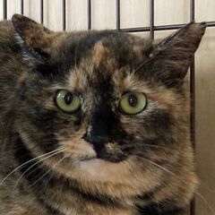 寒くなる前にお願いします　ショート動画追加　保護猫兄妹　ルー＆タヌ - 猫