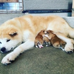 秋田犬ブリーダー - ペット