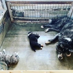 秋田犬ブリーダー - 平川市