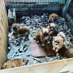 秋田犬ブリーダー