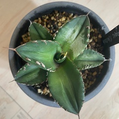 アガベチタノタ【ノーネーム①】の画像