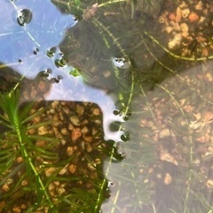 黒メダカ　稚魚　10匹くらいの画像