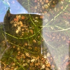 黒メダカ　稚魚　10匹くらいの画像