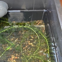 黒メダカ　稚魚　10匹くらいの画像