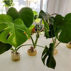 観葉植物「モンステラ」（ペットボトルで育成中） 無料でさしあげますの画像