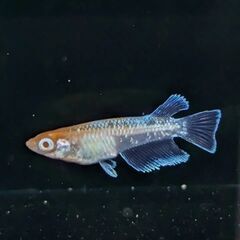 めだか　マルギナータコブラの画像