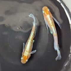 めだか　マルギナータコブラの画像