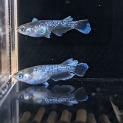 めだか　マルギナータコブラ