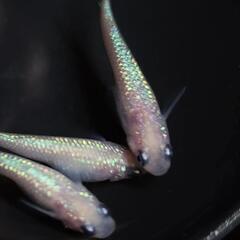 メダカ各種