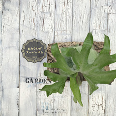 ビカクシダ スーパーバム コルク壁掛け 観葉植物