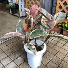 観葉植物フィカスルビー