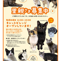 キャットビレッジ横須賀オープンタイム